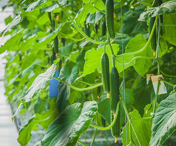微生物菌劑哪家好