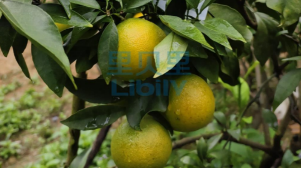 磷酸二氫鉀-宴沃福建沃柑