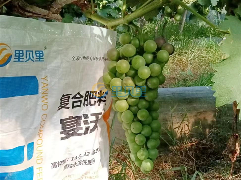 葡萄樹施什么肥料最好-宴沃葡萄