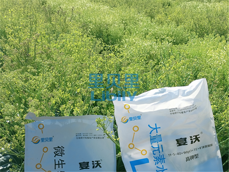 水溶肥廠家-宴沃花菜