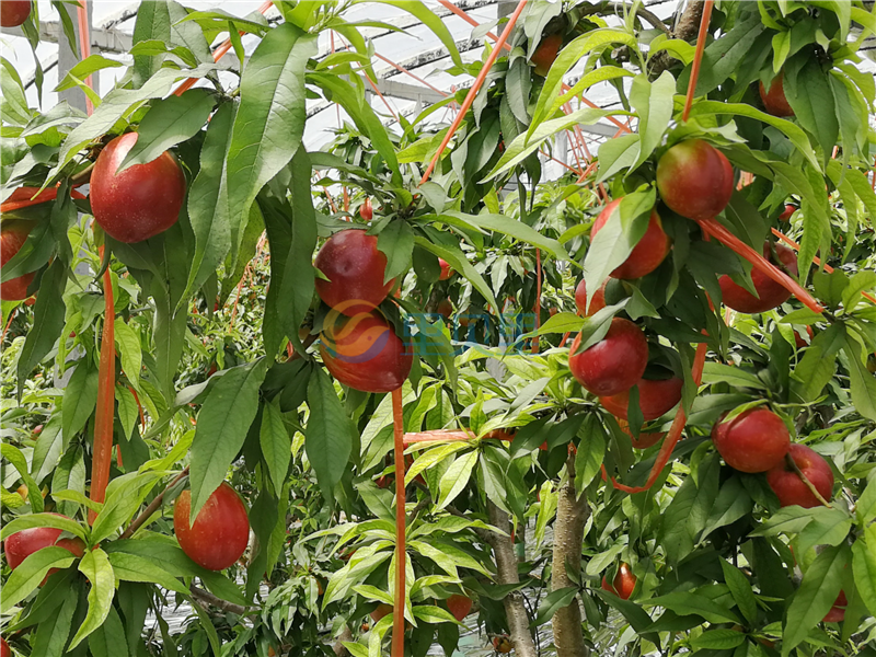 <i style='color:red'>大量元素水溶肥品牌</i>，油桃種植戶的選擇