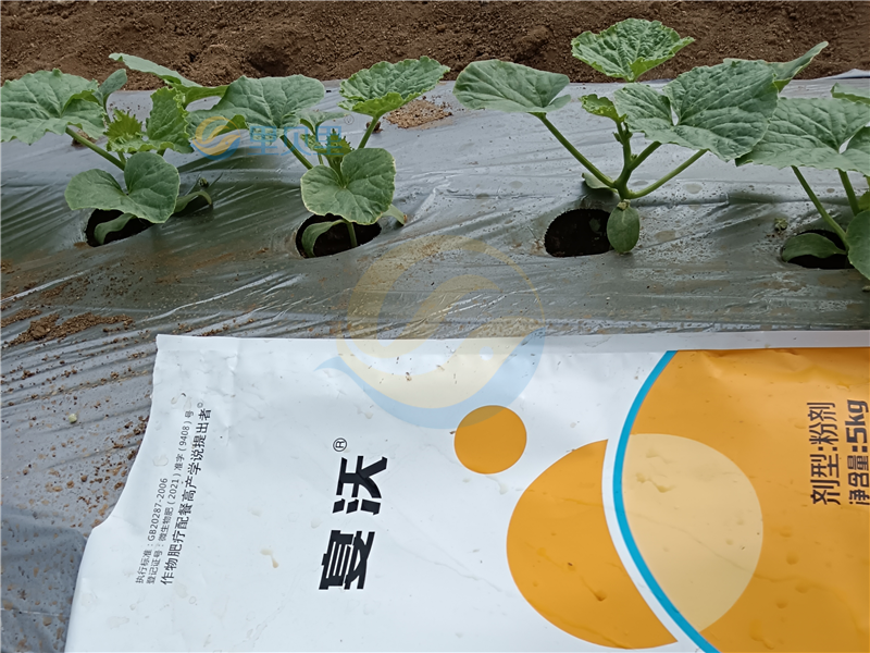 哈密瓜膨果期怎么施肥-宴沃哈密瓜