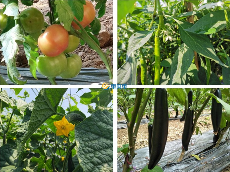 蔬菜施肥