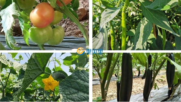 蔬菜施肥需要注意什么？谷雨這樣施肥才對