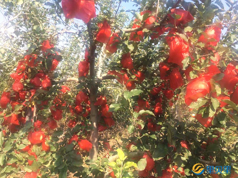 蘋果用什么水溶肥好