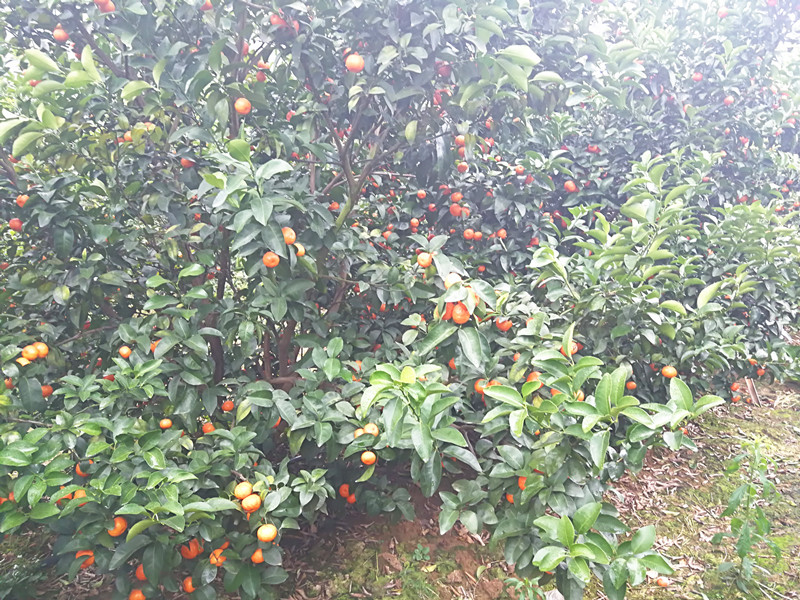 微生物菌劑前十名-柑橘