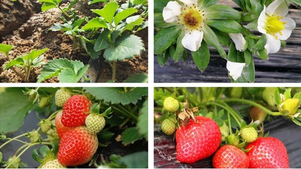 草莓需要什么肥料？9月<i style='color:red'>草莓定植</i>期這樣施肥