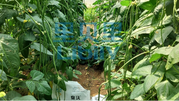 水印-2023.6.20遼寧葫蘆島種植戶：劉總豇豆開花結(jié)莢期產(chǎn)品：宴沃根享生根劑+宴沃微生物菌劑使用一次：長勢健壯，結(jié)莢多，客戶很滿意。 (6)