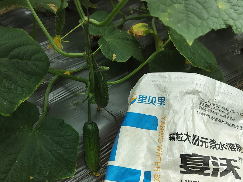 遼寧劉老板黃瓜