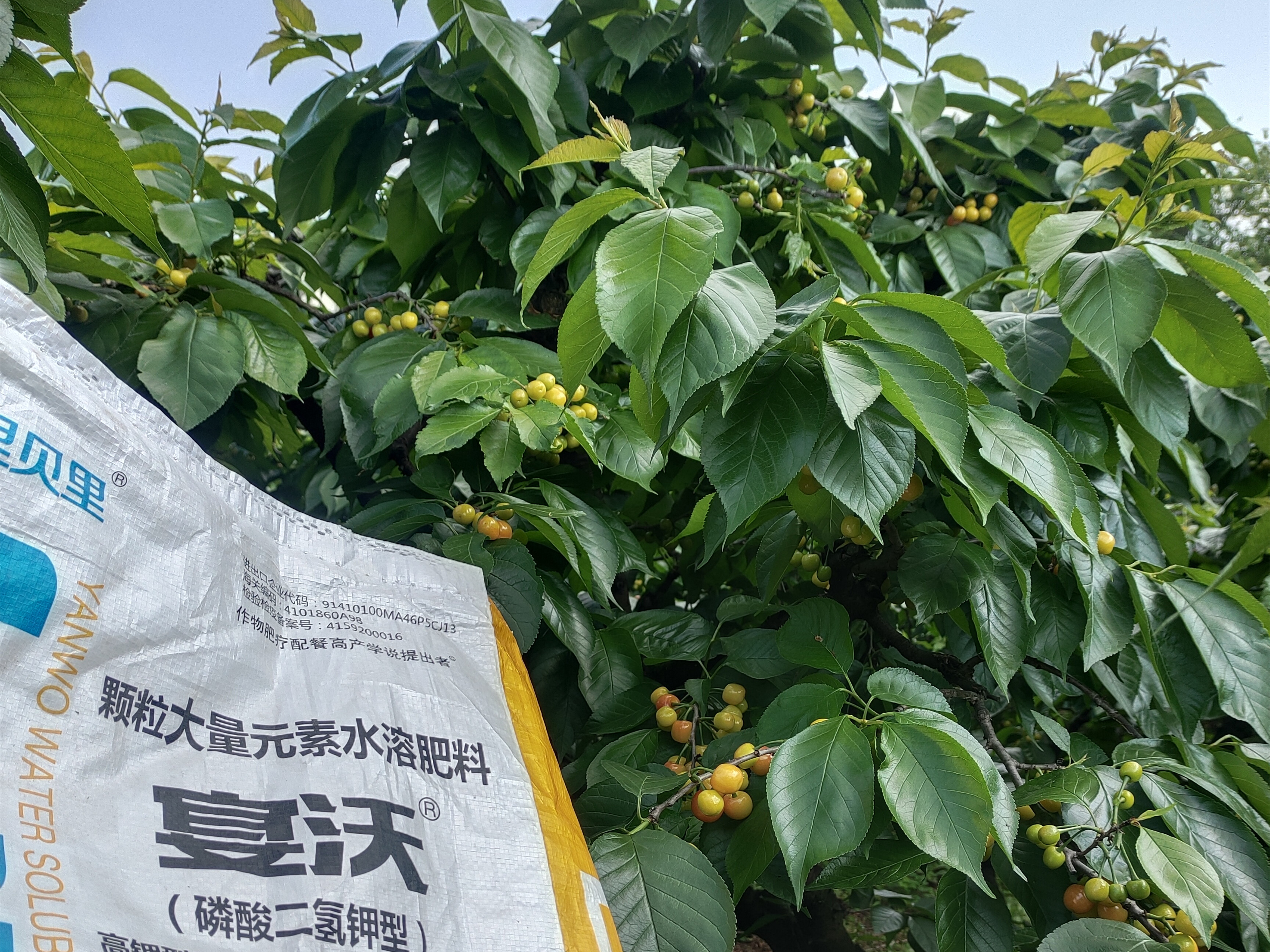 顆粒水溶肥，作物種植好幫手