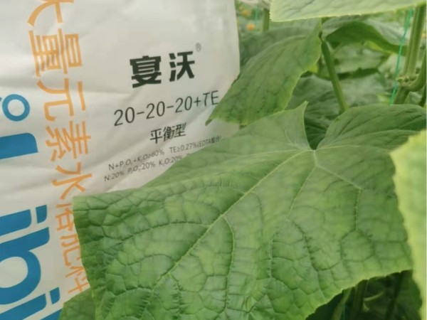 水溶肥-宴沃黃瓜