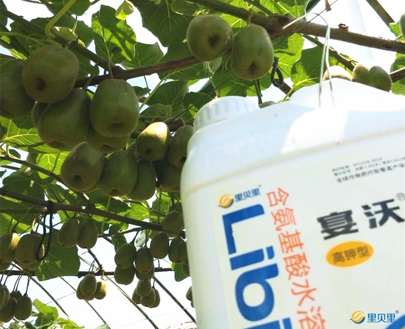 果樹冬季施肥哪種肥好-獼猴桃