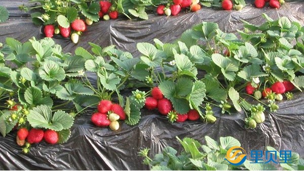 生根劑用的好，草莓才能長(zhǎng)得好