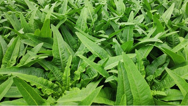 <i style='color:red'>蔬菜用什么肥料好</i>？里貝里幫你解決種植難題