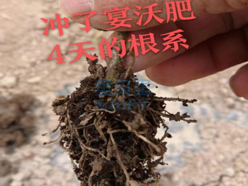 水溶肥廠家-辣椒根系