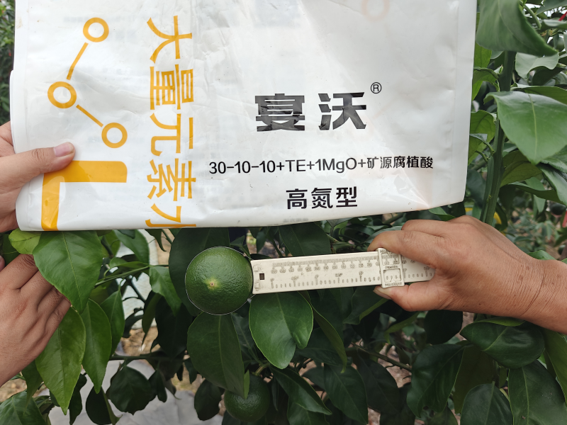 柑橘施肥—四川劉大姐柑橘