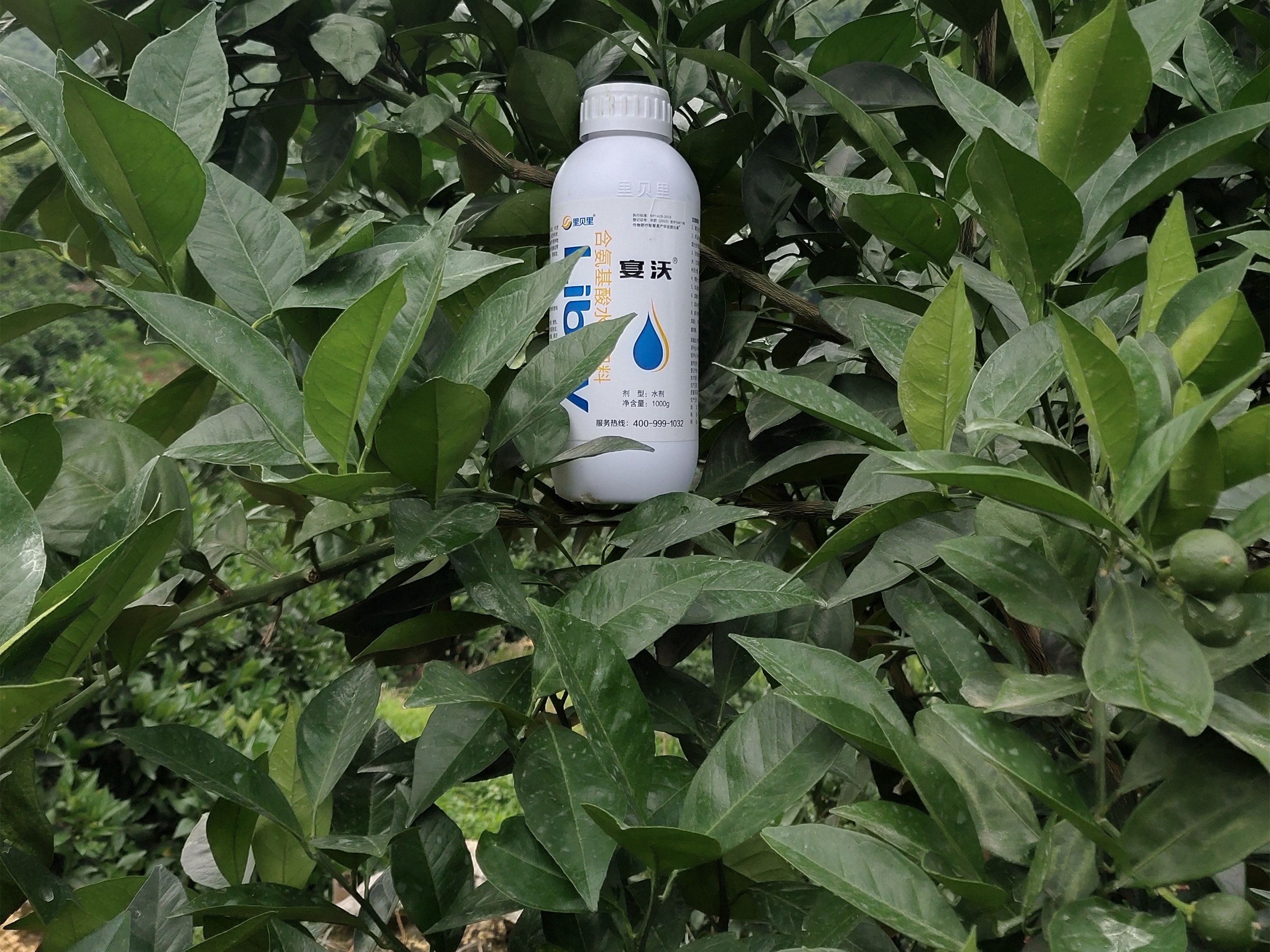 柑橘施肥，這些原則要牢記