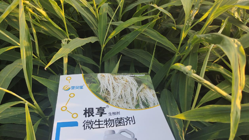 大姜種植施肥—河北大姜