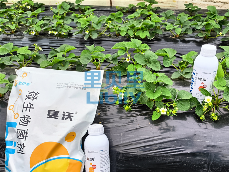 微生物菌劑-宴沃草莓