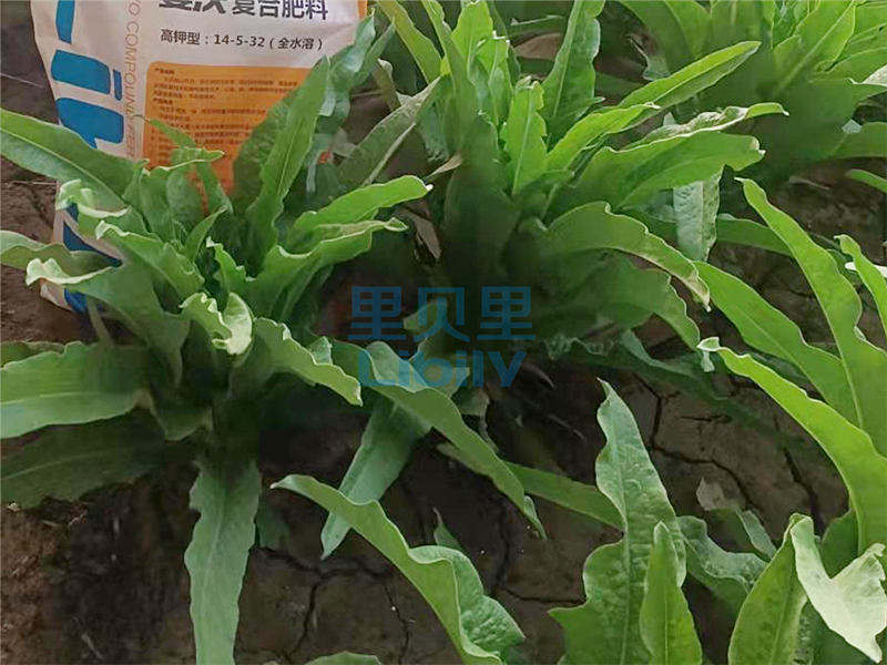 微生物菌劑-宴沃萵筍