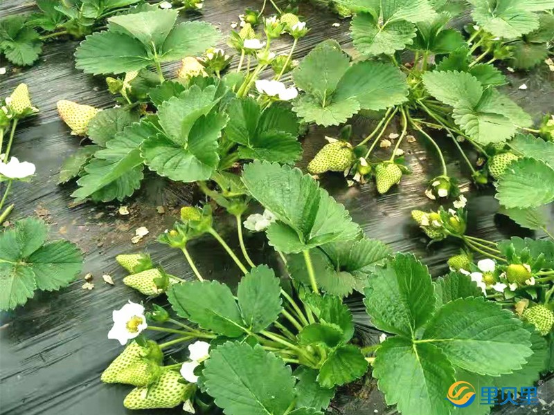 草莓施肥用什么肥料好