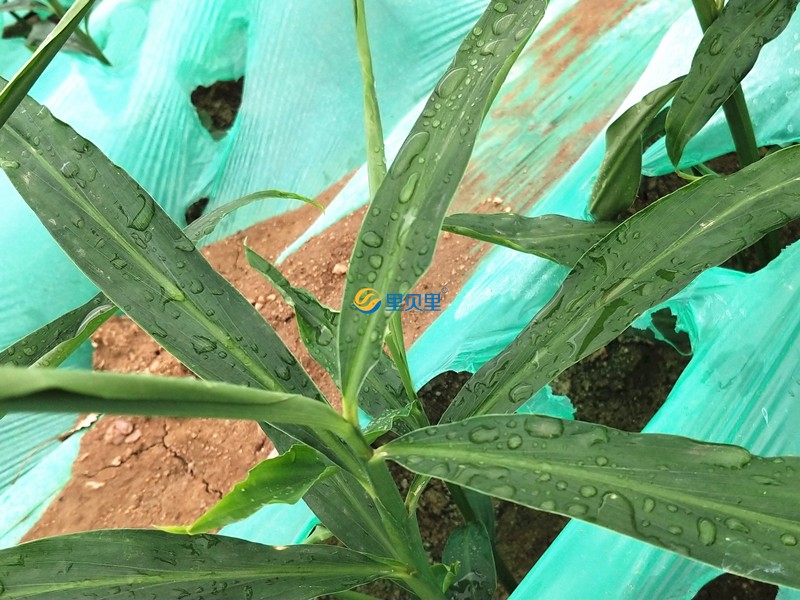 微生物菌劑哪家好