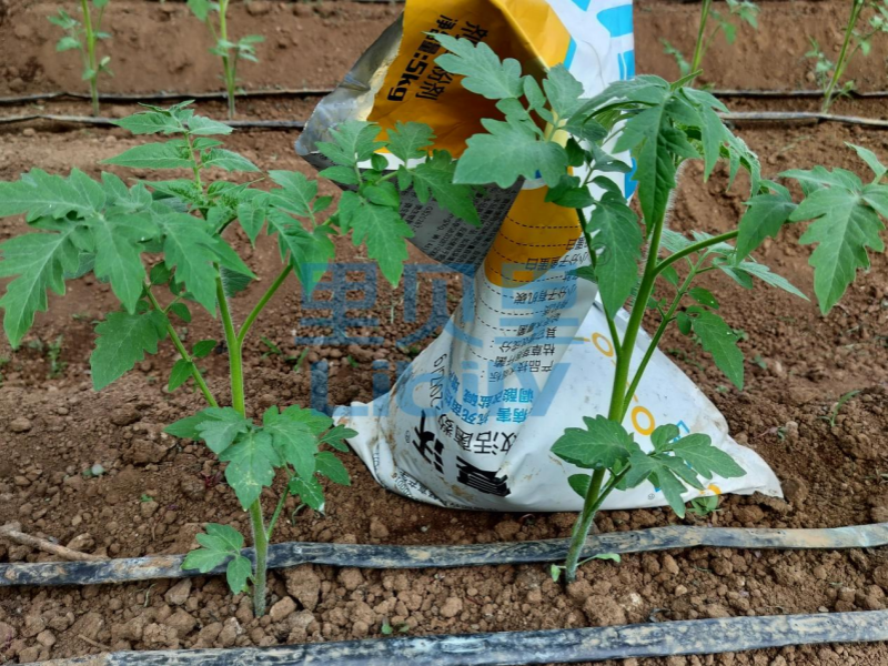 番茄定植用什么肥成活率高？