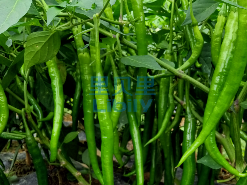 種辣椒施什么肥料好-宴沃貴州辣椒