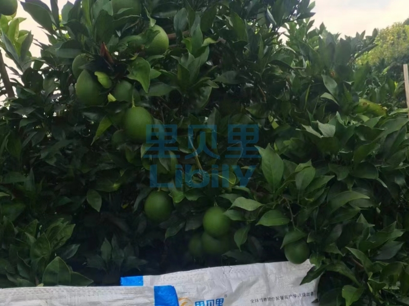 臍橙種植與管理技術(shù)-宴沃江西臍橙