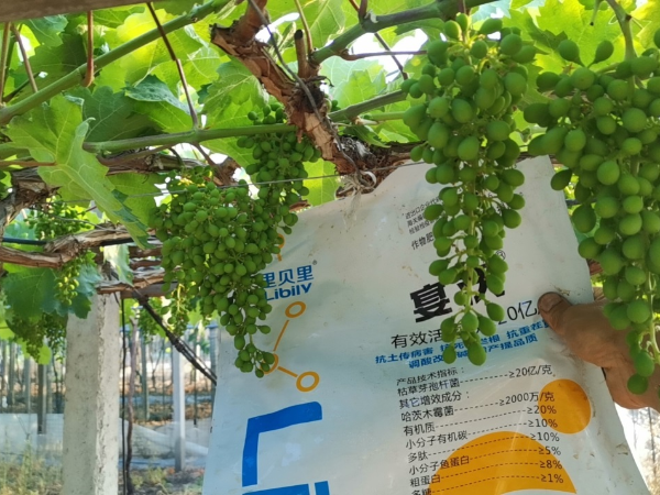 微生物菌劑，宴沃葡萄