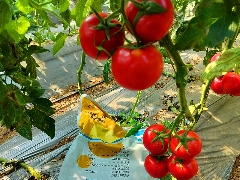 西紅柿施肥—遼寧劉老板番茄