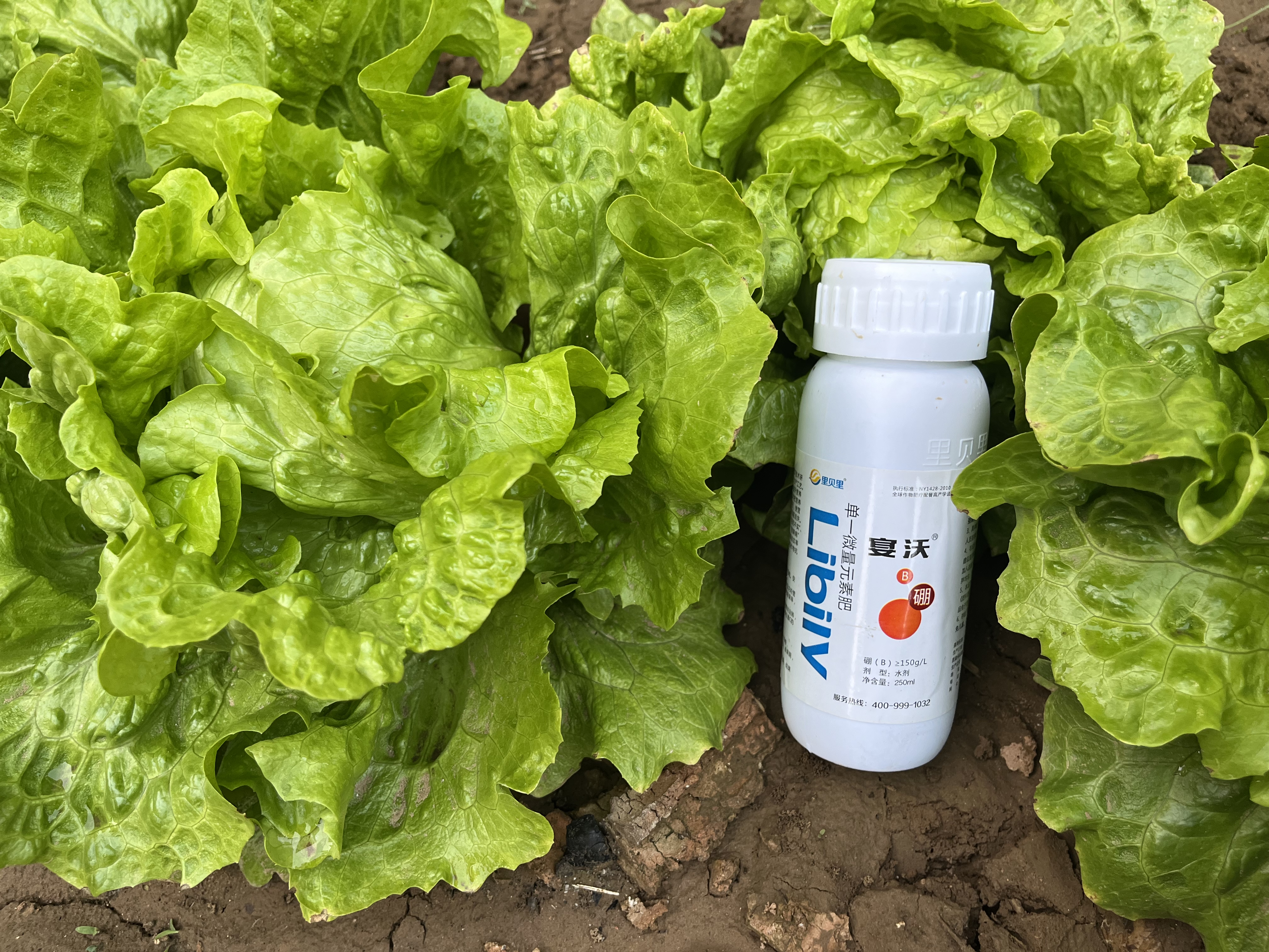 生菜施肥用什么肥料？