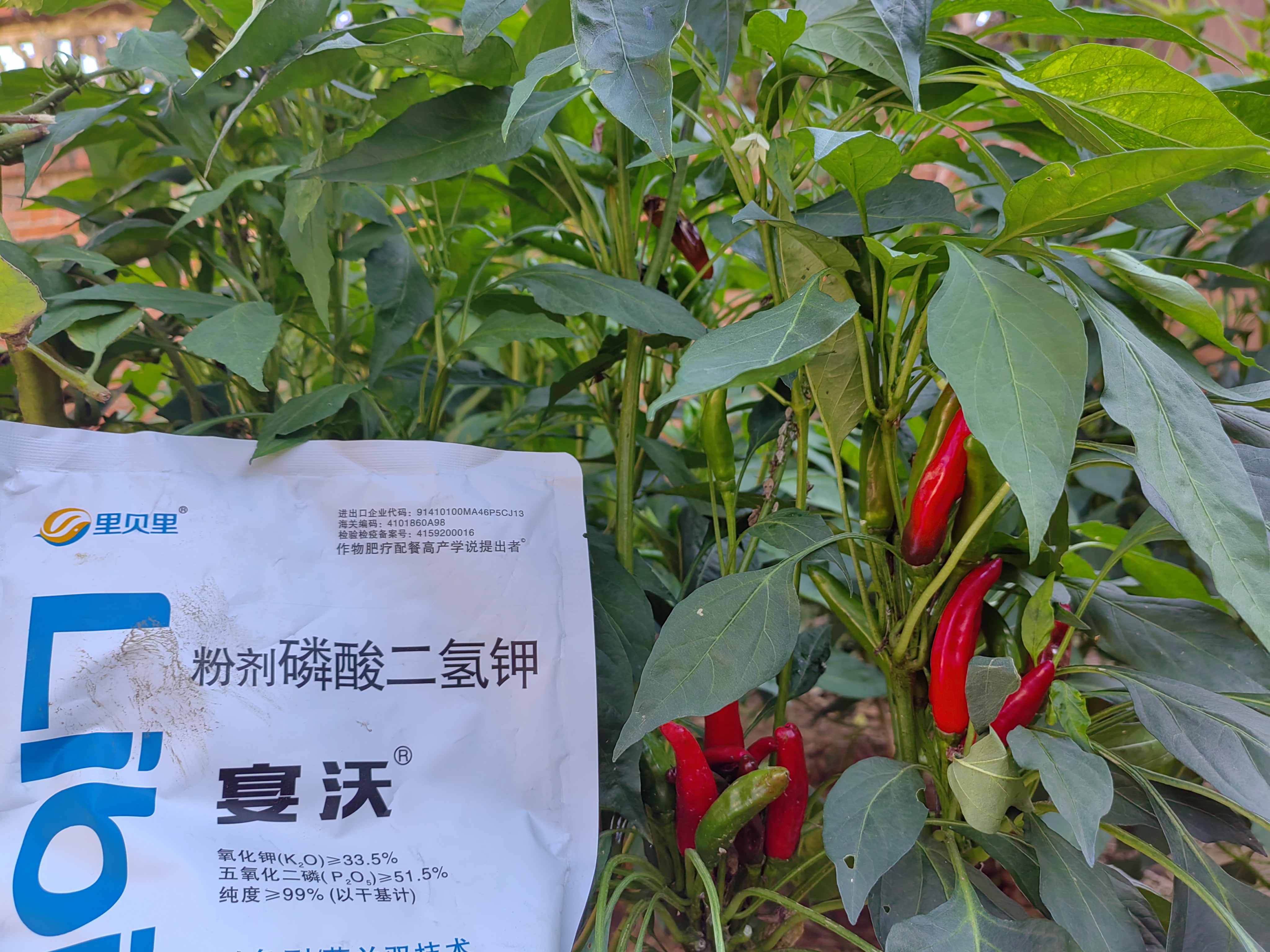 種辣椒用什么肥料高產(chǎn)？水溶肥少不了