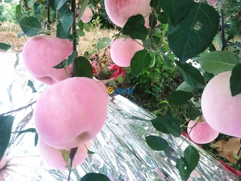 蘋(píng)果樹(shù)用什么肥料好