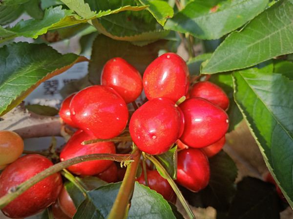 磷酸二氫鉀價格低，你就買嗎？