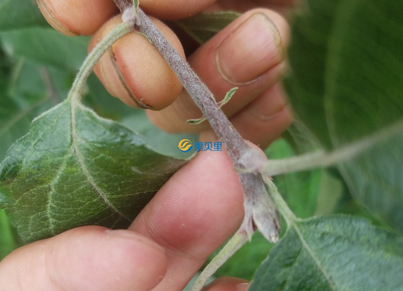 蘋果樹用什么肥料好-以翠