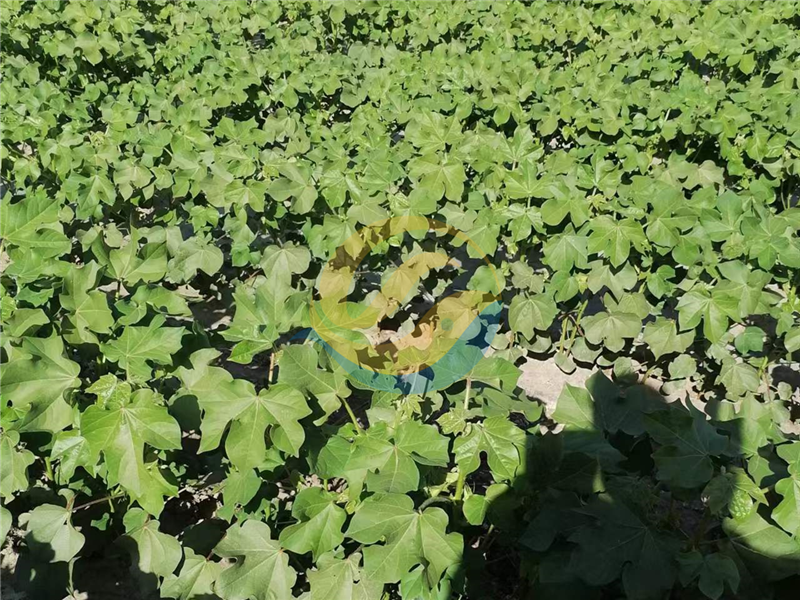 中微量元素肥料-宴沃棉花