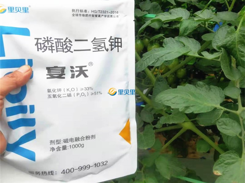 磷酸二氫鉀在番茄上使用