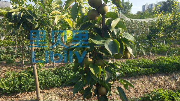 水溶肥品牌，選能讓作物更健康的