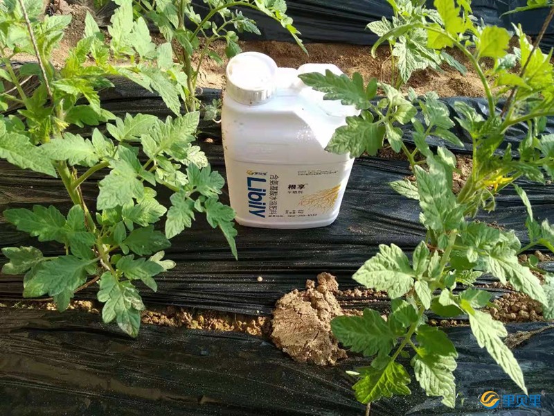 生根劑宴沃在番茄上使用