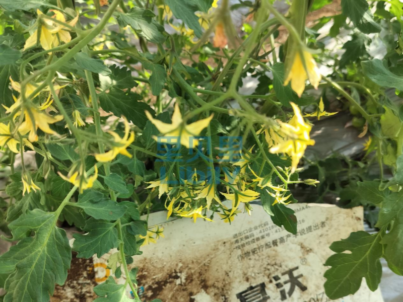 進(jìn)口水溶肥-宴沃遼寧圣女果