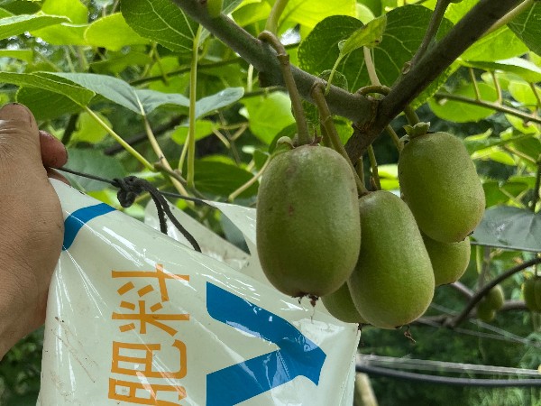 獼猴桃栽培技術(shù)，這些點(diǎn)要注意（上）