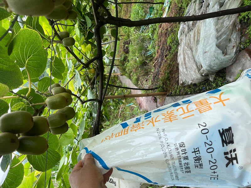 獼猴桃栽培技術(shù)-四川徐老板1