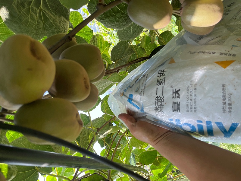 獼猴桃栽培技術(shù)-四川徐老板獼猴桃