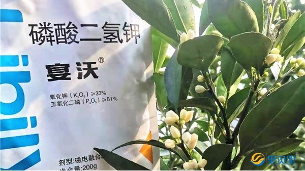 驚蟄快到了,<i style='color:red'>沃柑施肥</i>學起來!