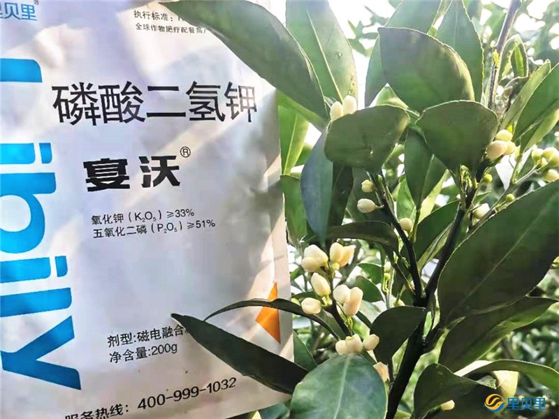 磷酸二氫鉀-沃柑