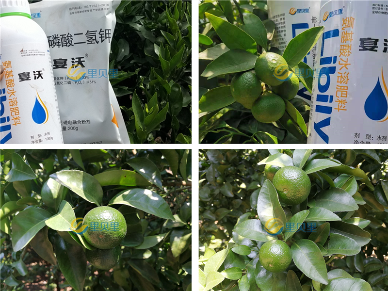 葉面肥哪個(gè)好-宴沃柑橘
