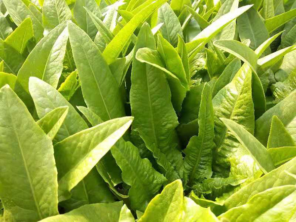 種蔬菜用什么肥料？?jī)煞昼娊棠惆盐罩攸c(diǎn)