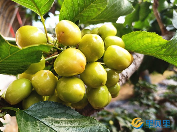 櫻桃樹什么肥料好