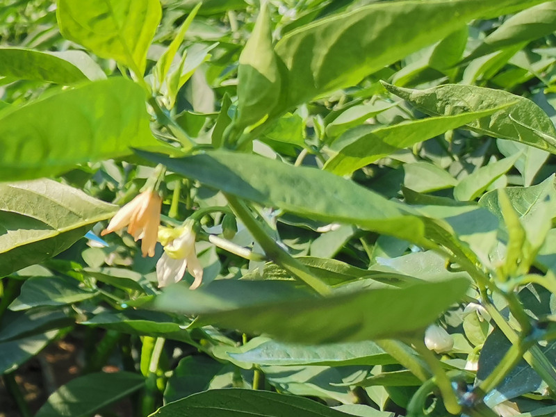 微生物菌劑哪家好